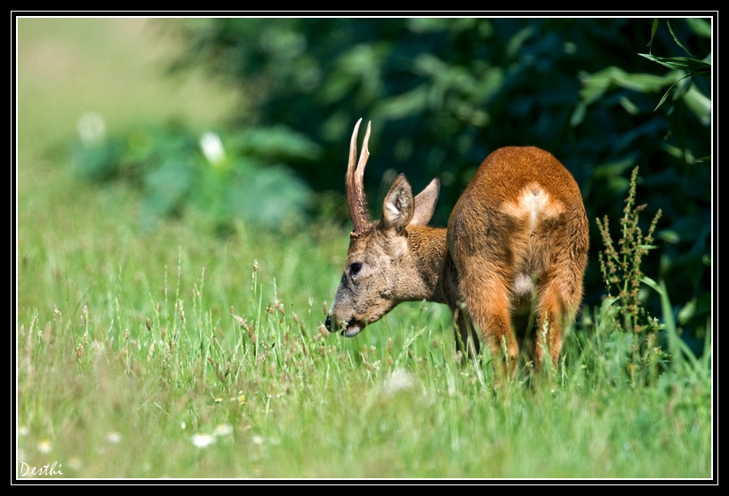 DSC_2653-2.jpg