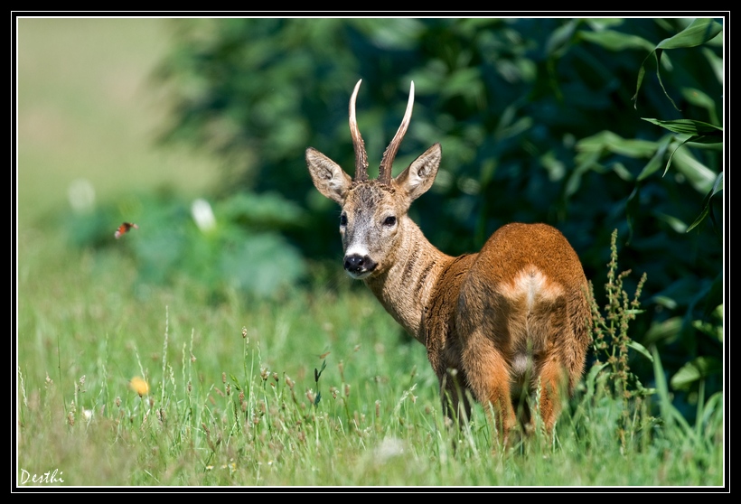 DSC_2661-2g2.jpg