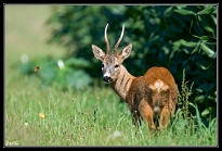 DSC_2661-2g2