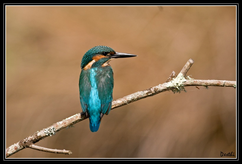 DSC_2122.jpg