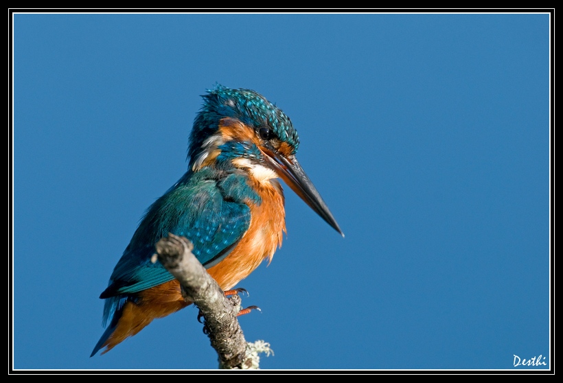 DSC_3821.jpg