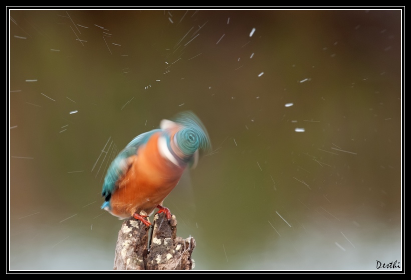 DSC_6231.jpg