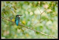 _DSC1498-2_filtered
