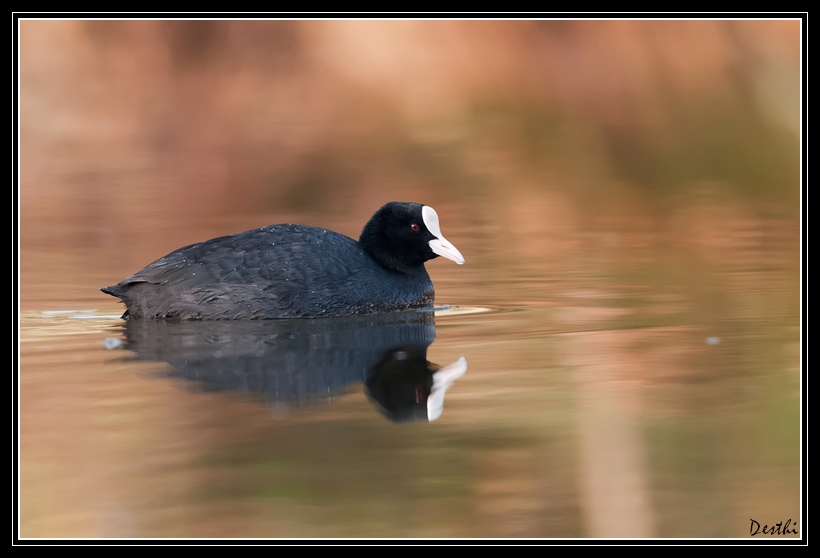 DSC_5947-2.jpg
