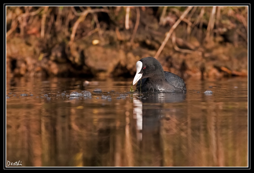 DSC_5968-2.jpg