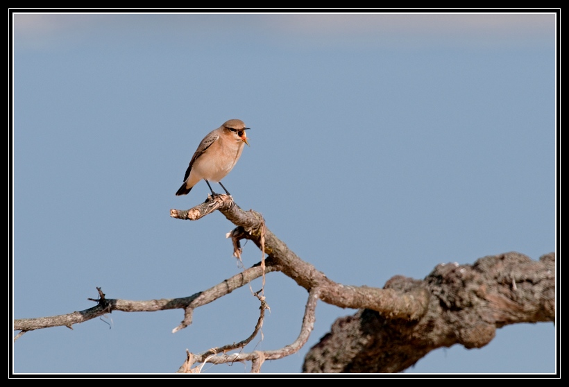 DSC_4431.jpg