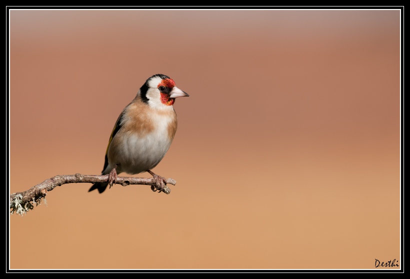 DSC_7356.jpg