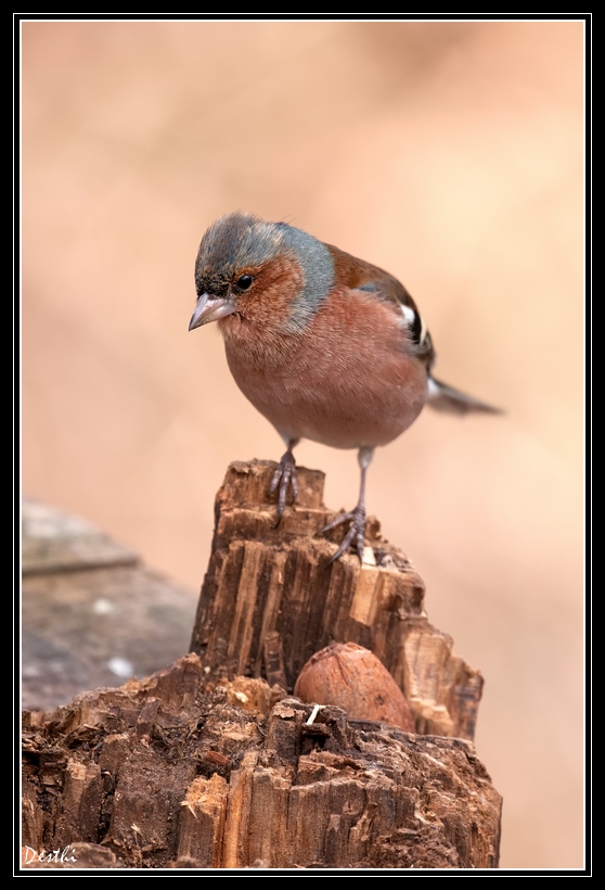 DSC_7516.jpg