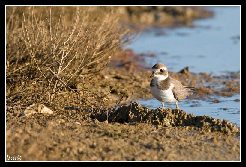 DSC_3230.jpg