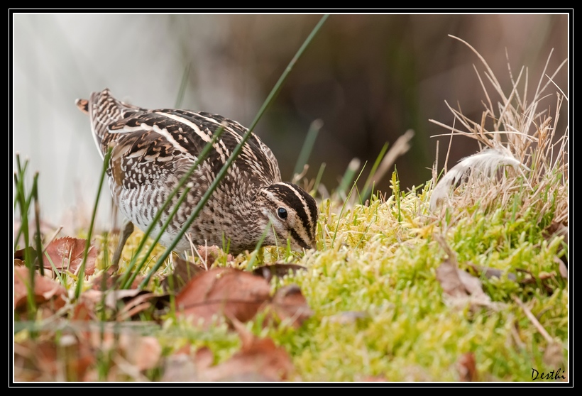 DSC_6698.jpg