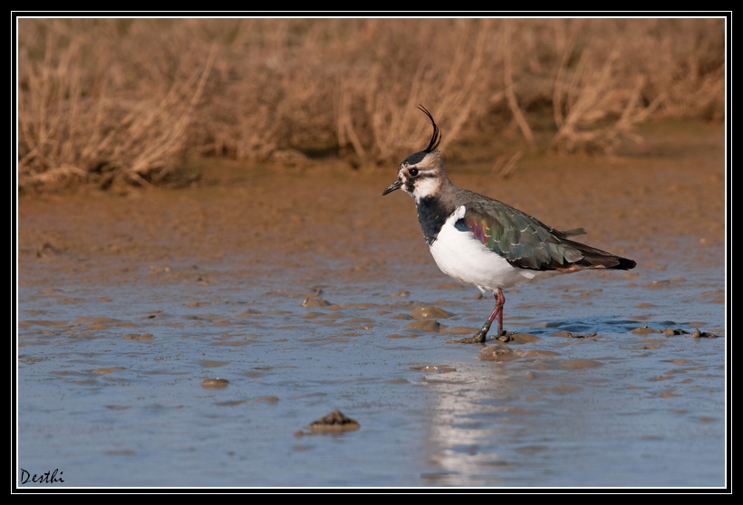 DSC_6802.jpg