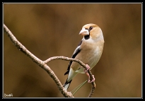 Passereaux