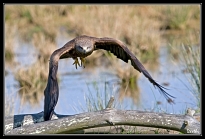 Rapaces
