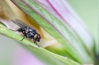 Macro